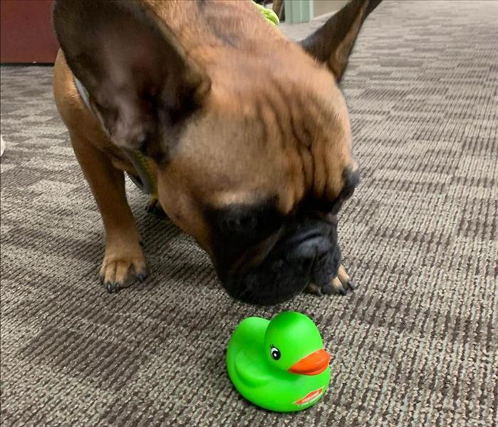 Dog and green SERVPRO duck.