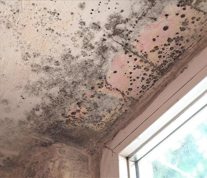Severe mold infestation growing on a ceiling.
